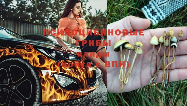 крисы Алзамай